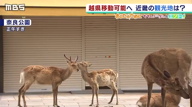 「鹿比人多」的奈良公園 鹿仙貝商人和鹿盼遊客回歸