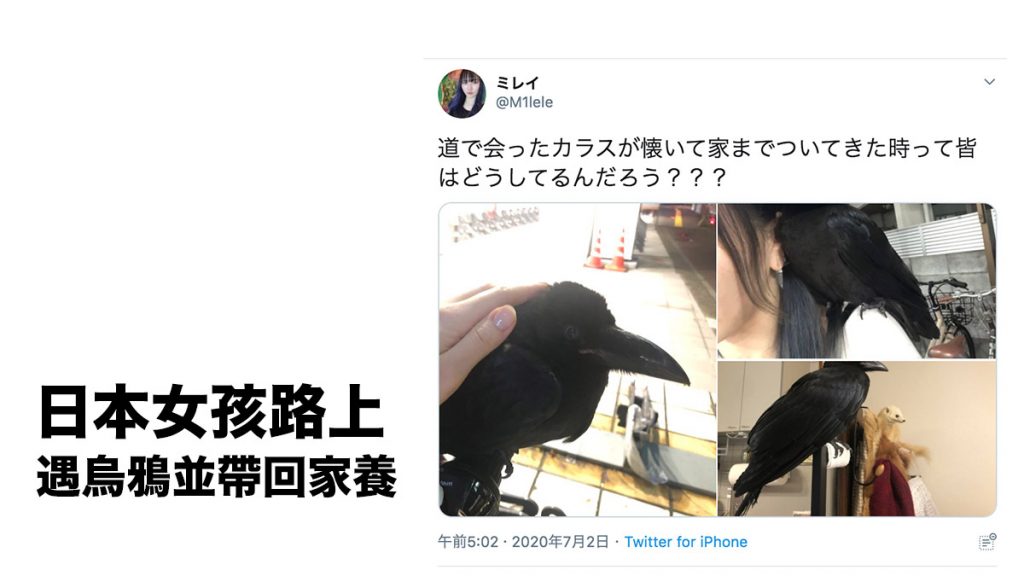 女孩路上遇烏鴉帶回家養 寵愛有加 備受日本網民關注