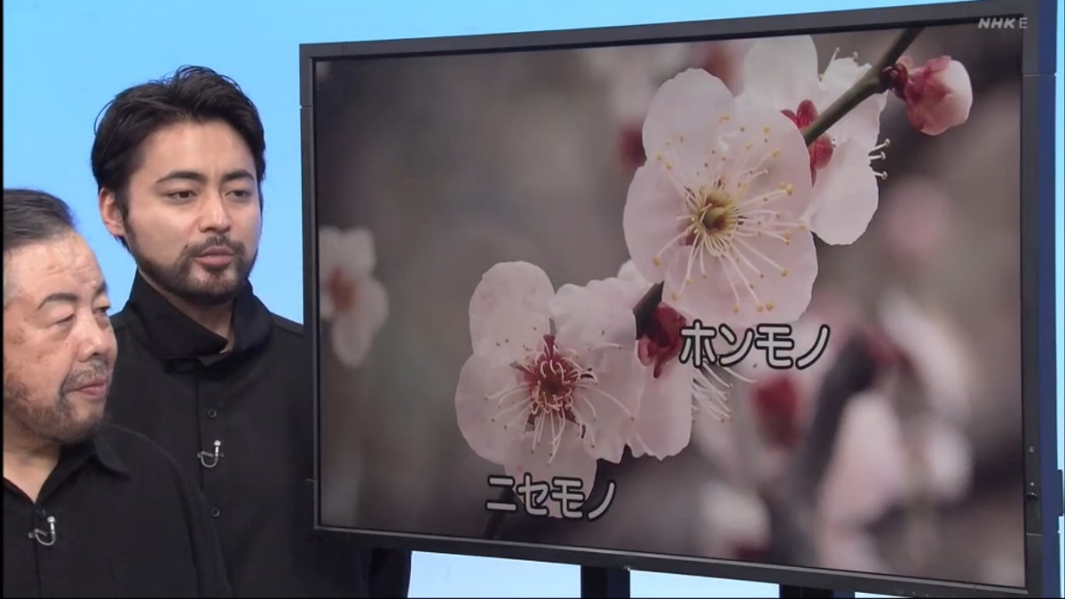 史上最奇異搞笑的教育電視節目：山田孝之《從植物中學到的生存策略》