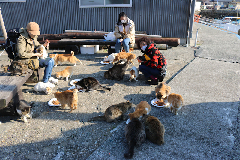 日本愛媛縣貓島 (青島)發生緊急事件：島上貓咪突然消失不見了