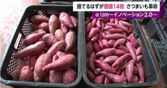 日本電視台報導現象：日本番薯在香港大熱賣 成最大輸出地！獲利達14倍