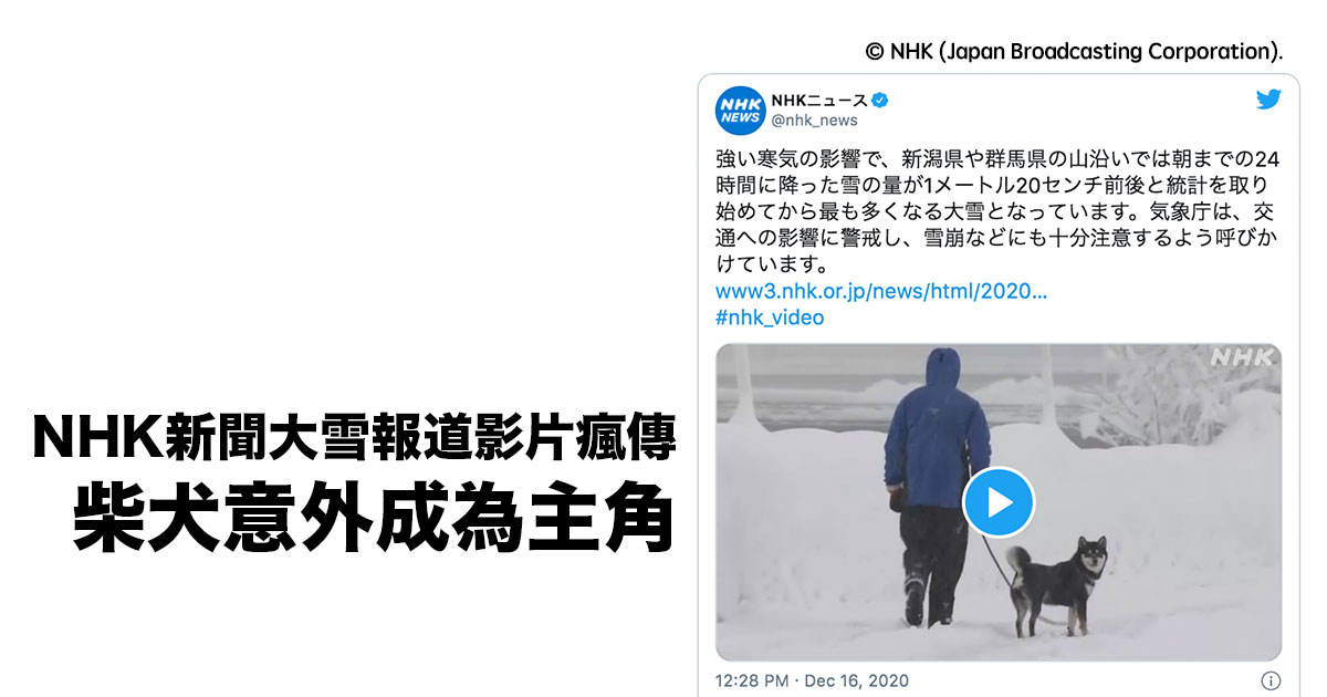 NHK大雪新聞影片 爆笑瘋傳：第一個鏡頭就是柴的屁屁 大雪也不能阻止柴犬散步