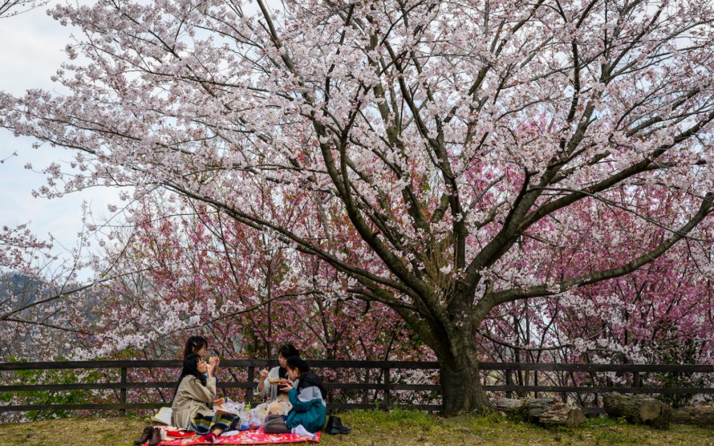 櫻花季之選：香川縣 3 大賞櫻秘點