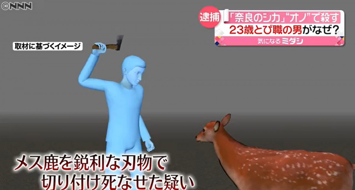 日本人奈良殺鹿事件：「因為鹿撞向我的車 所以殺了另一隻鹿」