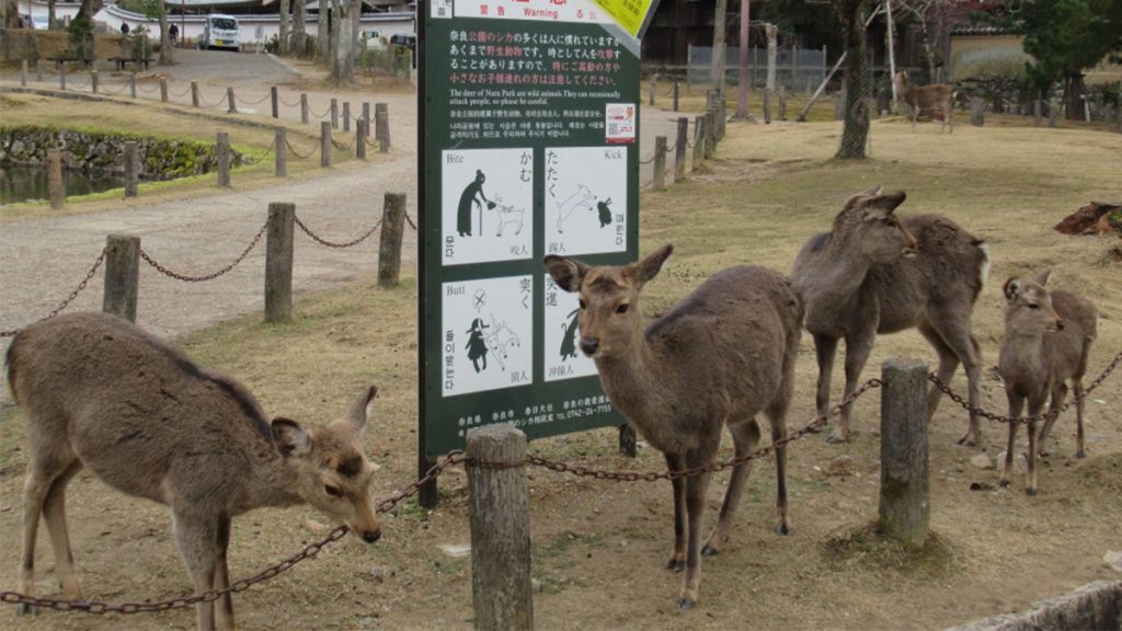 日本人奈良殺鹿事件：「因為鹿撞向我的車 所以殺了另一隻鹿」