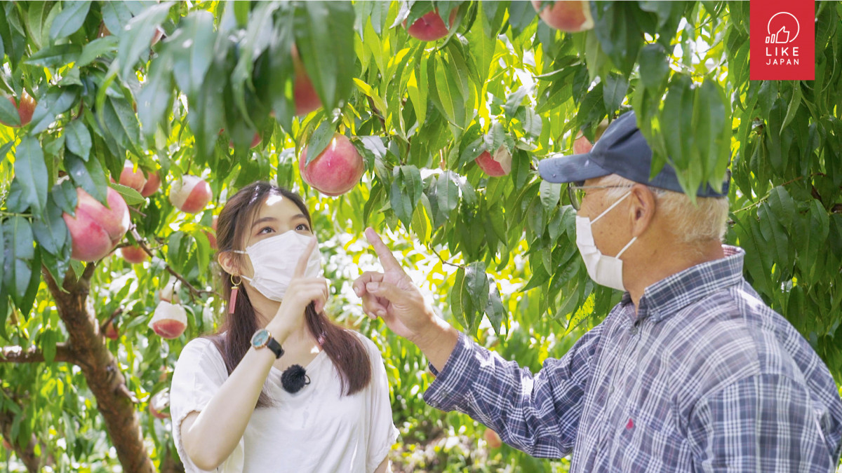 日本農園即摘日本桃  體驗「荒川青桃」水潤抗氧實力