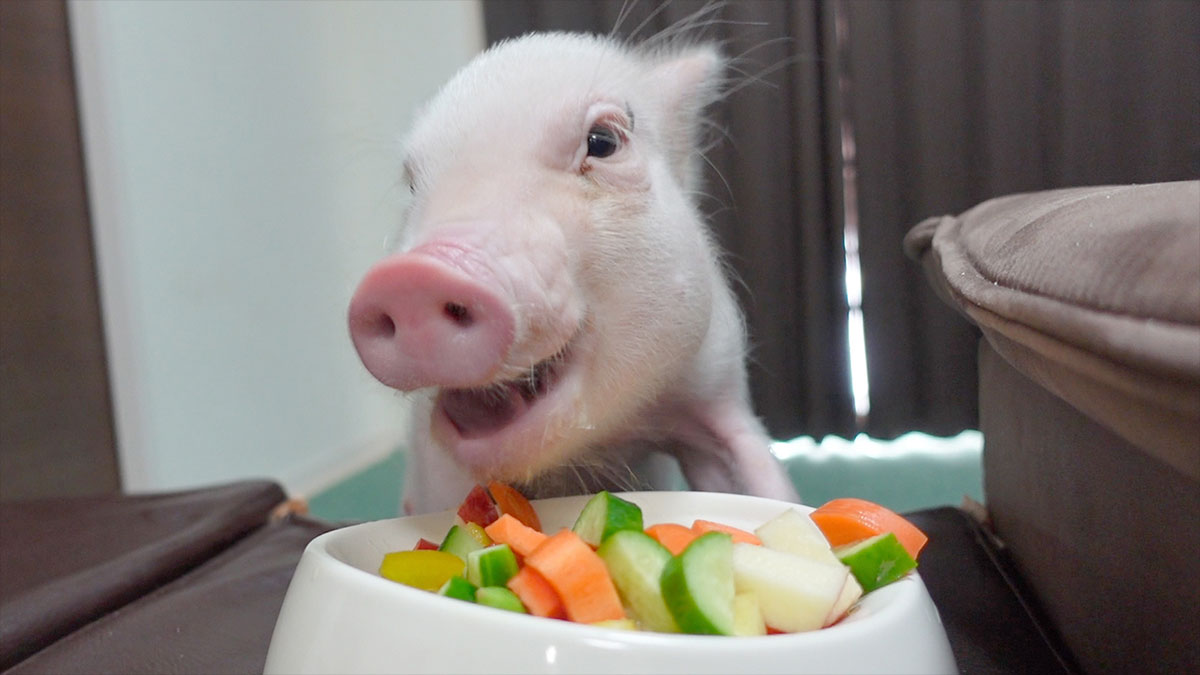 日本瘋狂YouTube計劃：「預告死亡」拍片紀錄100天後 就把豬吃掉