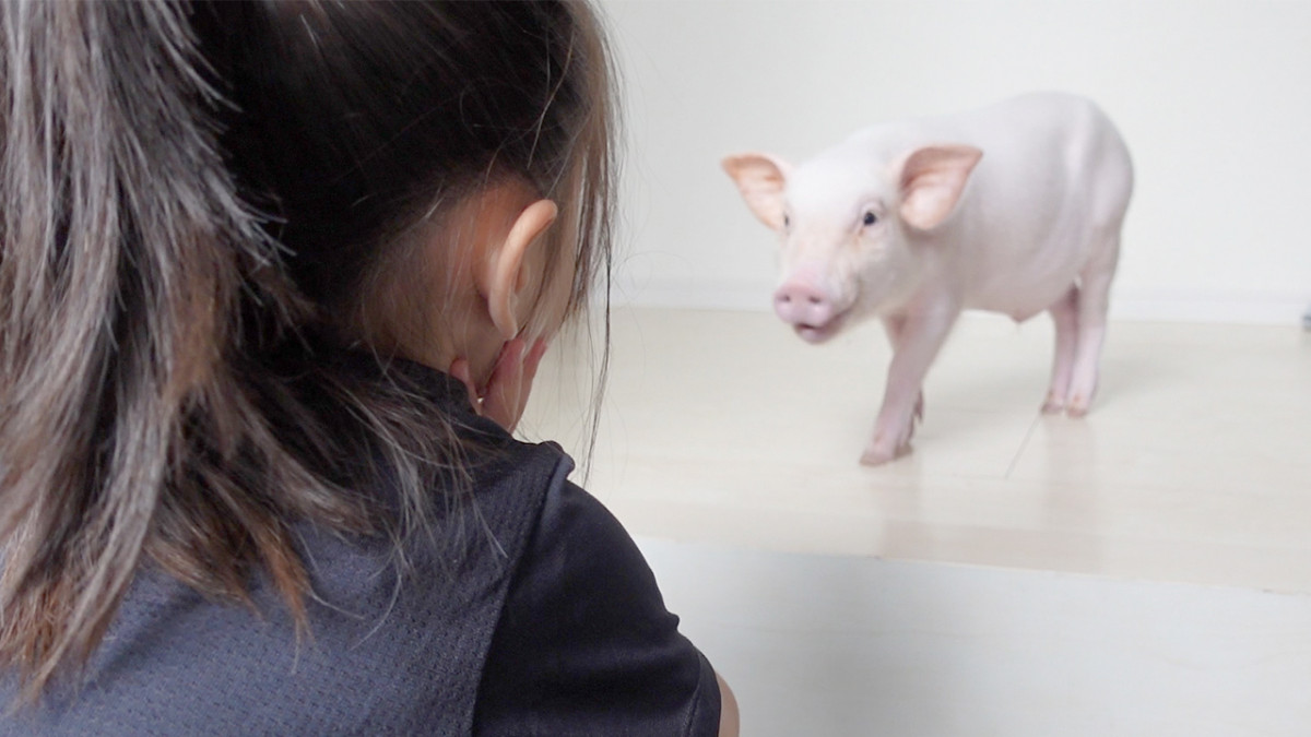 日本瘋狂YouTube計劃：「預告死亡」拍片紀錄100天後 就把豬吃掉