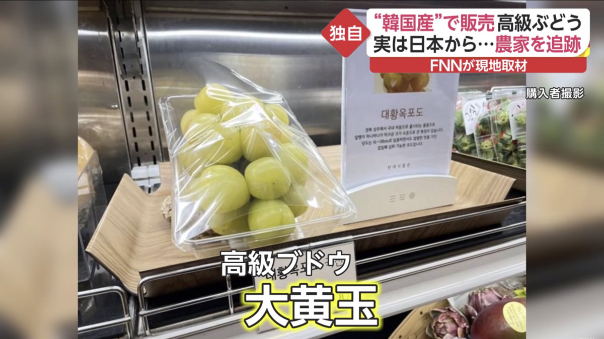日本傳媒 韓國追查「ほろよい」提子品種被盜取事件 賣苗商人：「日本也偷過韓國的植物品種。」
