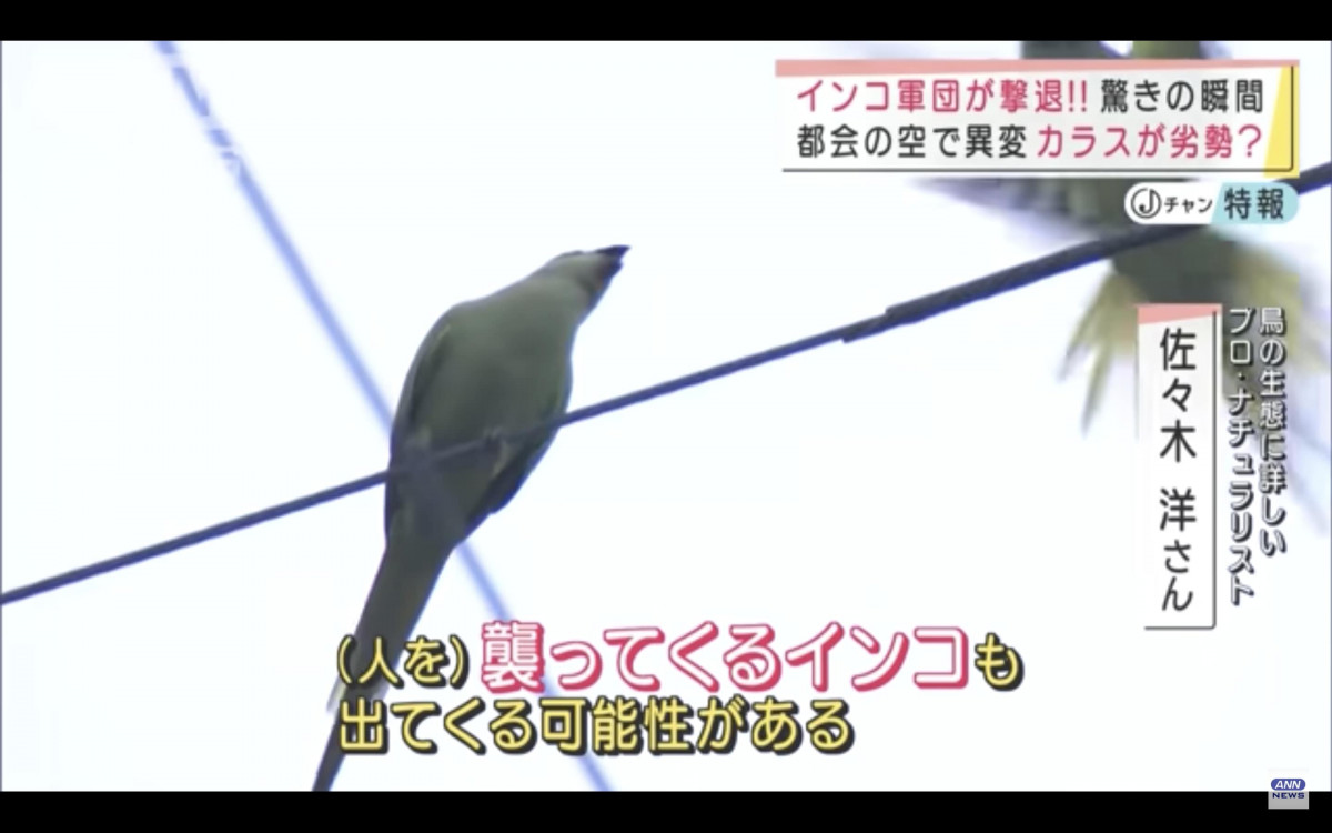 鳥式黑道地盤大戰？東京空中霸主爭奪：烏鴉VS紅領綠鸚鵡