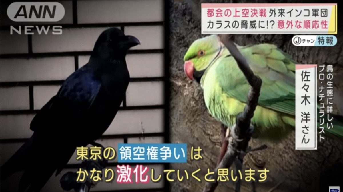 鳥式黑道地盤大戰？東京空中霸主爭奪：烏鴉VS紅領綠鸚鵡