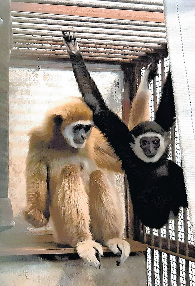 日本動物園 獨居長臂猿竟然懷孕產子：調查後發現原因是牠們的XX太…