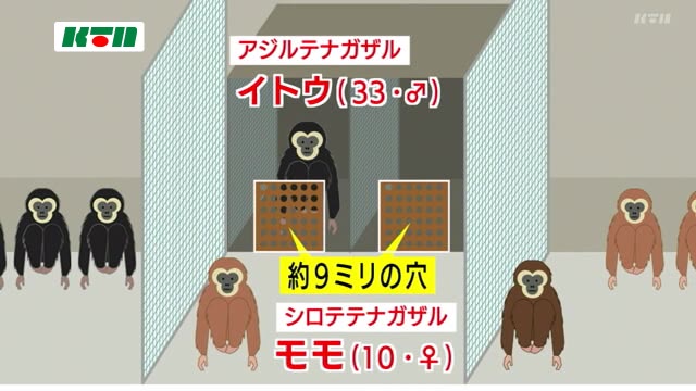 日本動物園 獨居長臂猿竟然懷孕產子：調查後發現原因是牠們的XX太…
