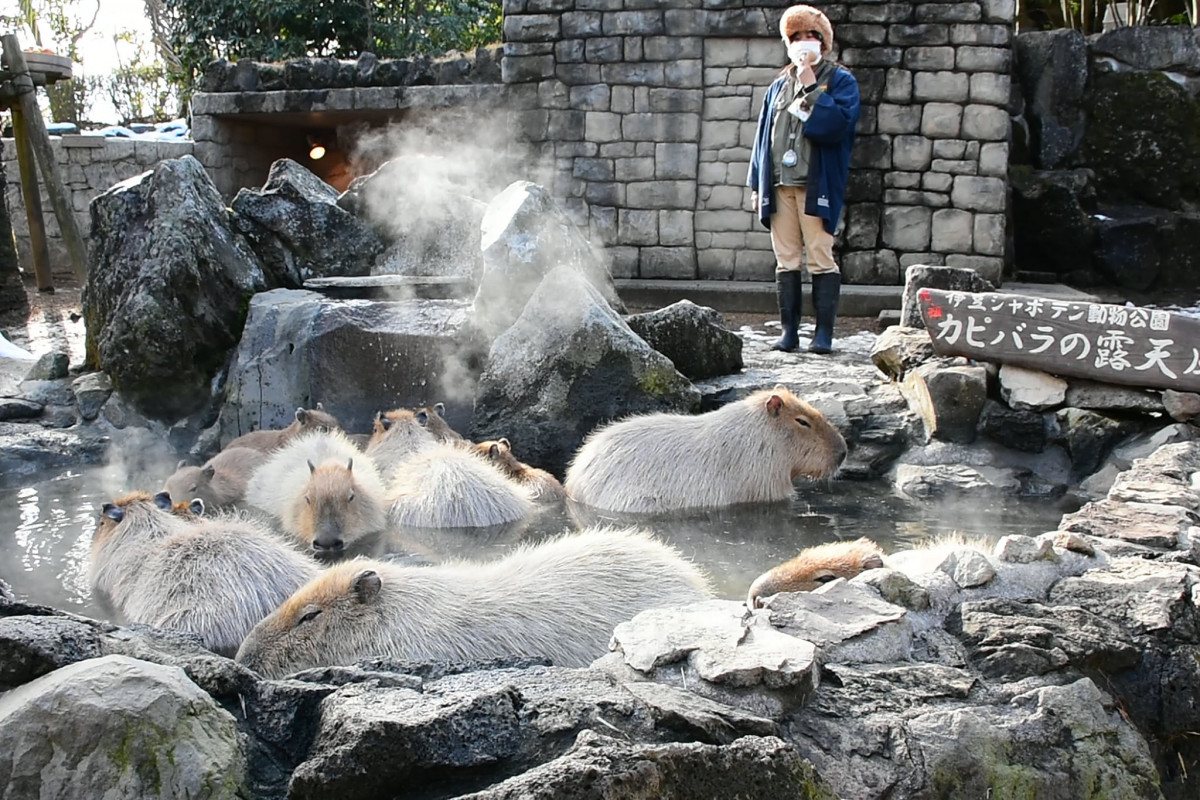 東京動物園2023｜6大東京/近郊動物園比較！泡溫泉的水豚＋免費餵食