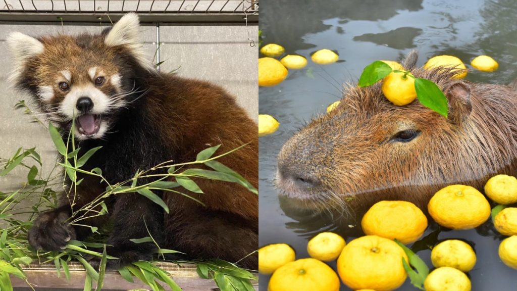 東京動物園2024｜6大東京/近郊動物園比較！泡溫泉的水豚＋免費餵食