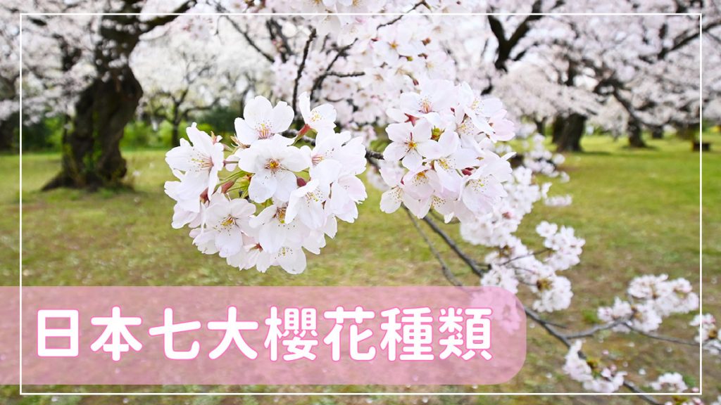 日本櫻花2024｜認識7大櫻花品種花期：河津櫻/吉野櫻/ 山櫻＋有趣豆知識！