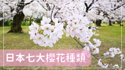 日本櫻花2024｜認識7大櫻花品種花期：河津櫻/吉野櫻/ 山櫻＋有趣豆知識！