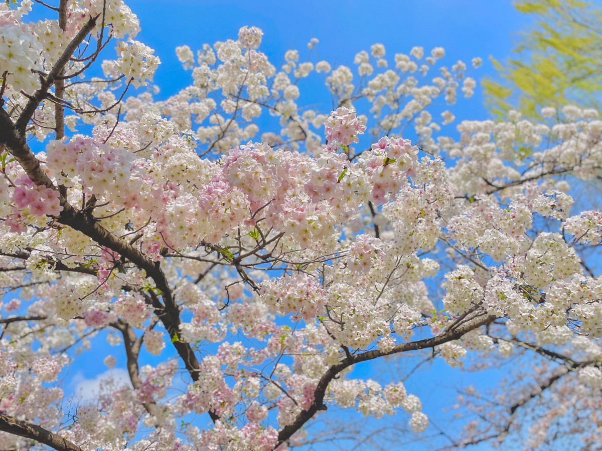 日本賞花景點2024｜春夏4-6月花季全國打卡推薦 賞櫻/藤花/紫陽花 附交通攻略