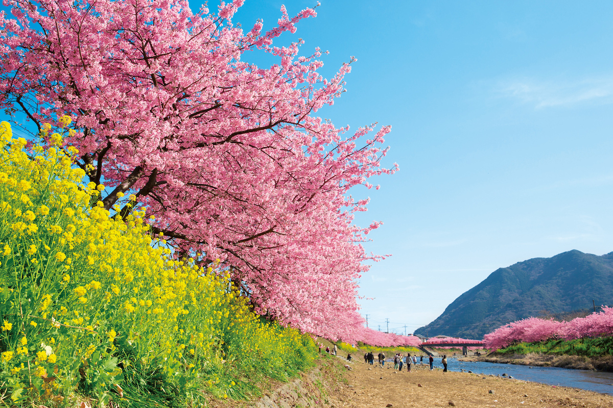 日本賞花景點2024｜春夏4-6月花季全國打卡推薦 賞櫻/藤花/紫陽花 附交通攻略