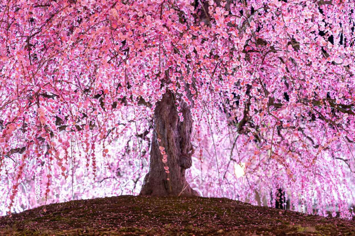 鈴鹿之森梅花祭2024｜三重縣看全日本最美垂枝梅花海 200棵梅樹＋夢幻夜間亮燈