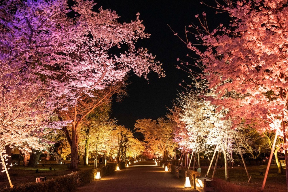 京都二条城夜櫻祭2024｜京都櫻花